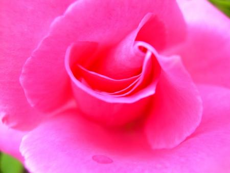 fleur